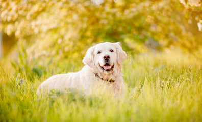 Active, smile and happy purebred labrador retriever dog outdoors in grass park on sunny summer day