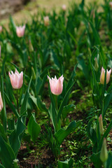 チューリップ畑