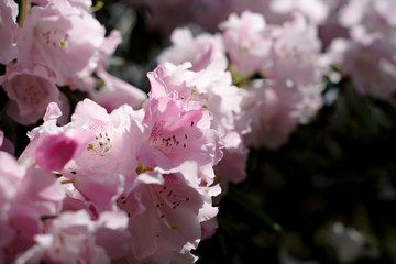 シャクナゲ　Rhododendron