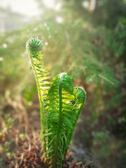 beautiful young fern plant in a sunny day in forest