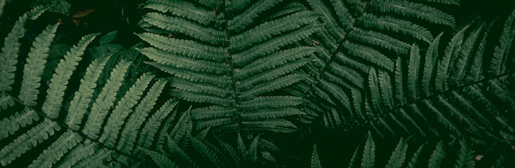 forest thickets of ferns. botany banner. texture background