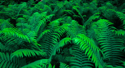 Fototapeta premium forest thickets of ferns. botany banner. texture background