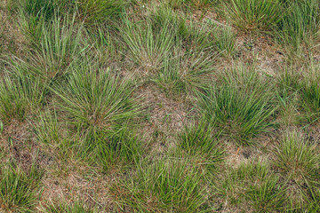 Photo of a desert green grass, top view. Beautiful texture of natural nature from the steppe.