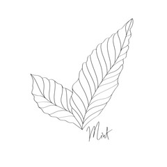 Mint line art illustration. Aromatherapy inspiration.
