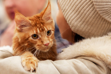Close up portrait of stunning ginger red Maine coon cat, sitting on hands of its owner woman. Big and fluffy young kitten with orange eyes and expressive look, with pretty tassels on ears. Copy space.