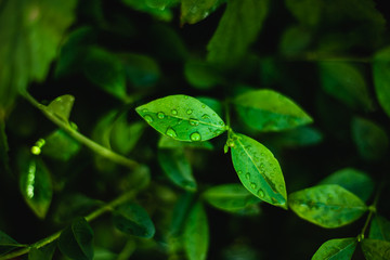 Large beautiful drops of transparent rain water on a green leaf macro. Drops of dew in the morning glow in the sun. Beautiful leaf texture in nature. Natural background.