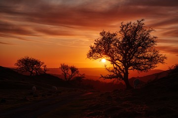 Fototapeta na wymiar Sheep grazing on the edge of the Black Mountain backlit by the evening sun.