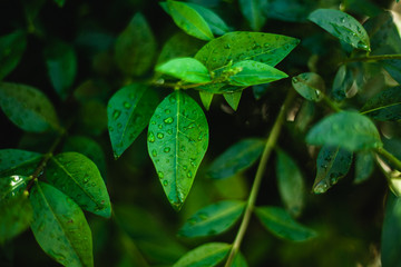 Large beautiful drops of transparent rain water on a green leaf macro. Drops of dew in the morning glow in the sun. Beautiful leaf texture in nature. Natural background.