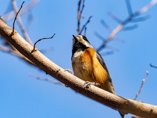 Obraz premium Sittiparus varied tit perched in Japanese forest 1