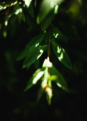 Large beautiful drops of transparent rain water on a green leaf macro. Drops of dew in the morning glow in the sun. Beautiful leaf texture in nature. Natural background.