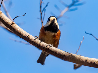Sittiparus varied tit perched in Japanese forest 5