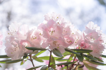 シャクナゲ　rhododendron