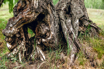 photo of old beautiful tree roots and green grass