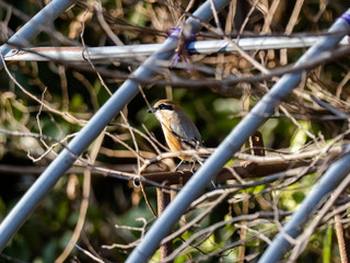 Bull-headed shrike in an old greenhouse 3