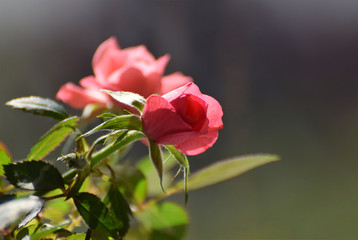 Pink roses blooming on a rose bush