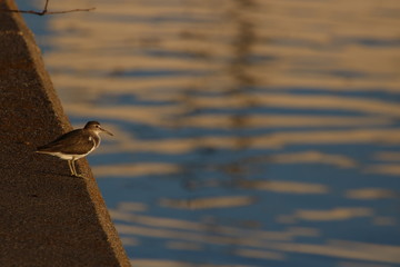 sandpiper watching the calm water