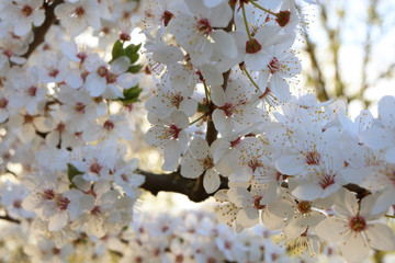 Close-up of Cherry blossom in Tokyo, Japan