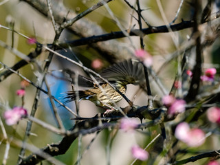 Black-faced bunting in a blooming plum tree 13