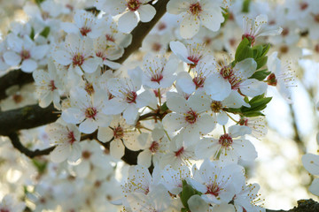 Cherry Blossom or Sakura on Cherry trees in Toronto’s High Park. Someiyoshino or Prunus Yedoensis, Prunus Akebono and Prunus Fugenzo
