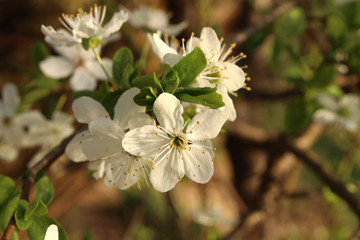 Philadelphus 'Desert Snow'.  Flowers of philadelphus somewhere called jasmine or mock orange in the gargen