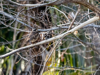 Dusky Thrush in a tree branch on a farm 1