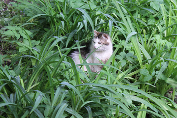 Cat in the tall green grass