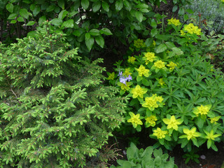 Cushion Spurge and spruce in the garden