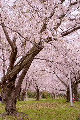 Obraz premium Japan sakura ：服部緑地・桜の咲く風景