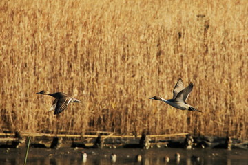 a couple of duck in flight