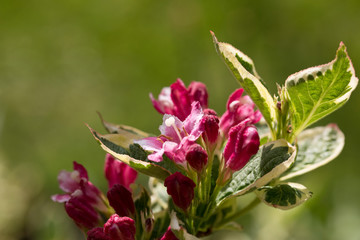Red and pink  flowers of Weigela "Kosteriana Variegata"