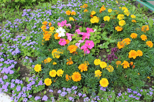 Beautiful bright flowerbed with multicolored flowers © Asetta