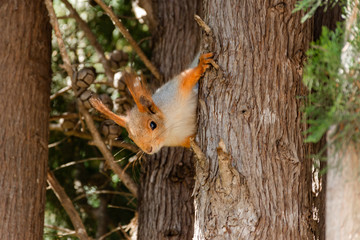 Squirrel on a tree close-up. A curious squirrel looks straight ahead. Red beautiful squirrel on the tree. Soft focus. An animal in the wild.