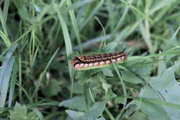 Raupe