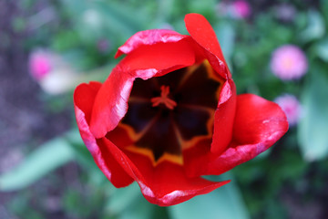Red tulip. Blooming tulip. Tulip top view.