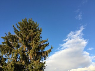 Pine tree over blue sky in Genlis, France