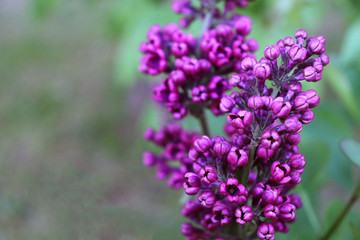 Lilac lilac close-up. Beautiful bright lilacs near. Consider the flowers of lilac