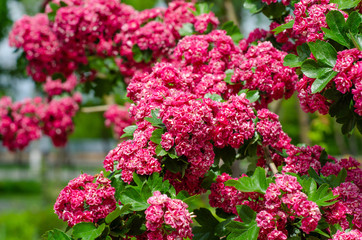 A tree with pink small flowers nature background
