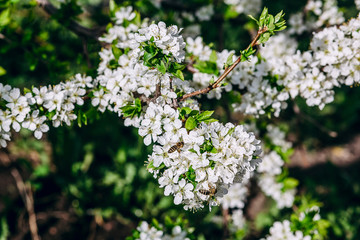 Beautiful photo of a fresh spring branch of greenery close-up. White cherry flowers.