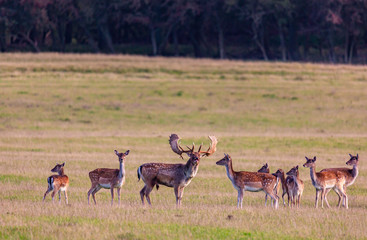 Fallow deer roaring with his horde of does on a grassy plain