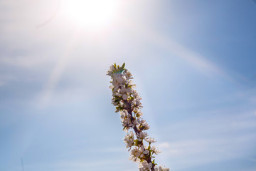 A small twig of fresh spring green foliage against the sky. blooming cherry on a background of sunlight