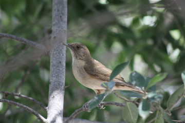 Fototapeta premium hermosos pájaros cantando en el árbol 