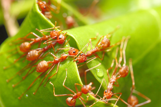 The red ant is showing unity. Help each other build a nest. By milling the leaves together to hold the leaves / select the focus in the center of the image