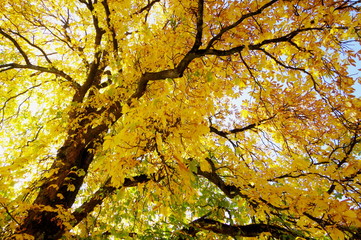 Imposanter Kastanienbaum mit Blätterdach in leuchtendem Goldgelb in steiler Perspektive 1 