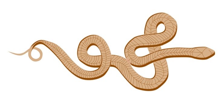 Snake vector pattern. kite isolated on a white background. Tropical animals