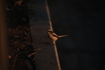small bird on the concrete in the evening