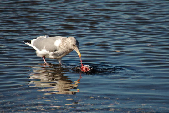 seagull eating a duck