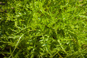 arugula grows in sun rays garden