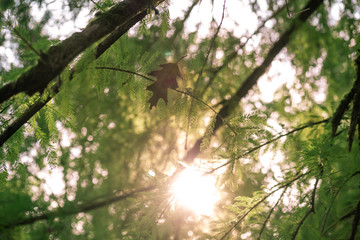 Taxodium distichum is a deciduous conifer in the family cupressaceae with sun flare