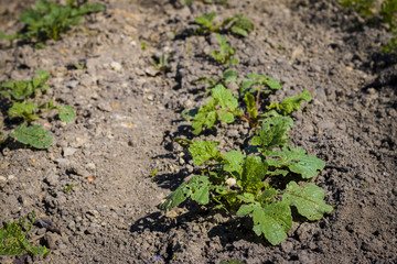 radish in sun rays grows in garden