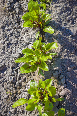 red beets growing in garden